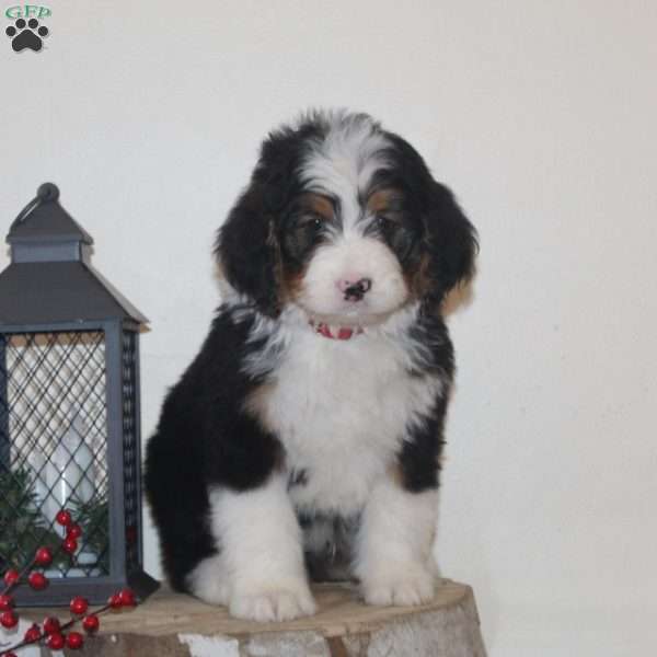 Snowman, Bernedoodle Puppy